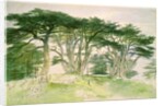 Cedars of Lebanon by Edward Lear