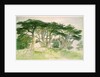Cedars of Lebanon by Edward Lear