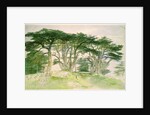Cedars of Lebanon by Edward Lear