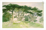 Cedars of Lebanon by Edward Lear