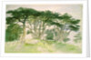 Cedars of Lebanon by Edward Lear