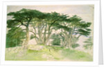 Cedars of Lebanon by Edward Lear
