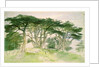 Cedars of Lebanon by Edward Lear