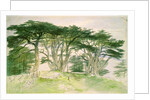 Cedars of Lebanon by Edward Lear