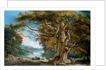An Ancient Beech Tree by Paul Sandby