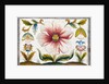 Marigold and poppy flowers. England, late 17th century by Anonymous