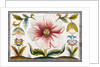 Marigold and poppy flowers. England, late 17th century by Anonymous