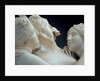 The Three Graces by Antonio Canova