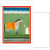 Groom holding a saddled horse. Punjab Plains, Pakistan, mid-19th century by Unknown
