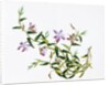 Botanical Drawing. China, 18th-19th century by Unknown