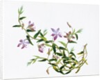 Botanical Drawing. China, 18th-19th century by Unknown