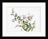 Botanical Drawing. China, 18th-19th century by Unknown