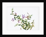Botanical Drawing. China, 18th-19th century by Unknown