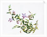 Botanical Drawing. China, 18th-19th century by Unknown