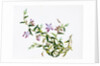 Botanical Drawing. China, 18th-19th century by Unknown