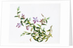 Botanical Drawing. China, 18th-19th century by Unknown