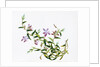 Botanical Drawing. China, 18th-19th century by Unknown