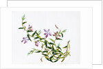 Botanical Drawing. China, 18th-19th century by Unknown