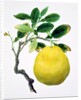 Quince. China by Unknown
