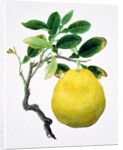Quince. China by Unknown