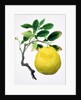 Quince. China by Unknown