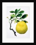 Quince. China by Unknown