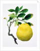 Quince. China by Unknown