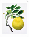 Quince. China by Unknown