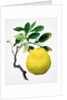 Quince. China by Unknown