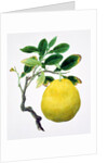 Quince. China by Unknown