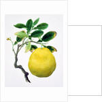 Quince. China by Unknown