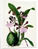 Orchid by Samuel Holden