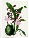 Orchid by Samuel Holden