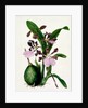 Orchid by Samuel Holden