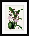Orchid by Samuel Holden