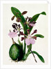 Orchid by Samuel Holden