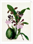 Orchid by Samuel Holden