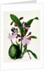Orchid by Samuel Holden