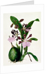 Orchid by Samuel Holden