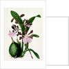 Orchid by Samuel Holden