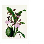 Orchid by Samuel Holden