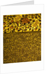 Wallpaper by Bruce James Talbert