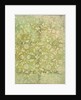 Lining Paper by Unknown