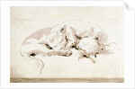Two cats by Giovanni Battista Tiepolo