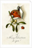 Christmas Card by Anonymous