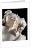 The Three Graces by Antonio Canova