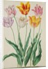 Tulips from Florilegium by Johann Jakob Walther