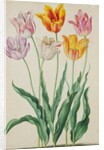 Tulips from Florilegium by Johann Jakob Walther