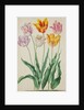 Tulips from Florilegium by Johann Jakob Walther