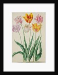 Tulips from Florilegium by Johann Jakob Walther
